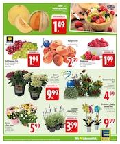 Weintrauben im EDEKA Prospekt in Augsburg Aktueller EDEKA Prospekt mit Weintrauben, "HOL DIR DIE EDEKA APP.", Seite 9