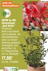 OBI - Glanzmispel "Red Robin" (Photinia) Angebot im Prospekt Glanzmispel "Red Robin" (Photinia) bei OBI im Prospekt für 17,99 €