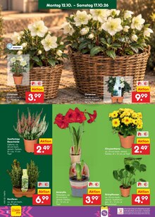 Pflanzen im Netto Marken-Discount Prospekt "Aktuelle Angebote" mit 71 Seiten (Rostock)