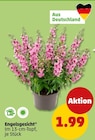 Engelsgesicht bei Penny im Prospekt "" für 1,99 €
