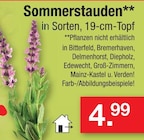 Zimmermann Bunde - Sommerstauden Angebot im Prospekt Sommerstauden bei Zimmermann im Bunde Prospekt für 4,99 €