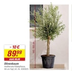 Olivenbaum im aktuellen toom Baumarkt Prospekt