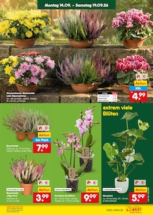 Pflanzen im Netto Marken-Discount Prospekt "Aktuelle Angebote" mit 71 Seiten (Heidelberg)