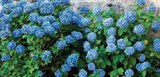 Hortensia ou bruyère erica - Super U à Grenoble Hortensia ou bruyère erica en promo chez Super U Grenoble à 4,99 €