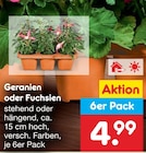 Aktuelles Geranien Angebot bei Netto Marken-Discount in Magdeburg ab 4,99 €