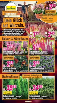 Pflanzen im Hornbach Prospekt "Du kannst es Dir vorstellen. Du kannst es auch bauen." mit 32 Seiten (Nürnberg)