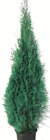 Thuja Smaragd Angebote bei Wreesmann Bremerhaven für 6,99 €