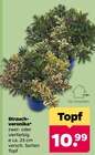 Strauchveronika für 10,99 € bei Netto mit dem Scottie im Angebot Strauchveronika im aktuellen Netto mit dem Scottie Prospekt