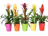 Carrefour Dax - Promo Plante exotique Promo Plante exotique à 6,99 € dans le catalogue Carrefour à Dax