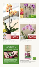 Zimmerpflanzen Angebote im Prospekt "VALENTINSTAG" von Pflanzen Kölle auf Seite 4