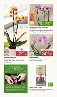 Zimmerpflanzen im Pflanzen Kölle Prospekt "VALENTINSTAG" mit 14 Seiten (München)