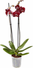 Aktuelles Orchidee Angebot bei Netto Marken-Discount in Essen ab 6,99 €