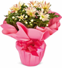 Aktuelles Chrysantheme Angebot bei Netto Marken-Discount in Krefeld ab 5,99 €
