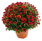 Chrysanthème pompon - Truffaut Chrysanthème pompon à 5,99 € dans le catalogue Truffaut