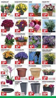 Chrysantheme im Wreesmann Prospekt "DEIN SAISON- & SONDERPOSTENMARKT!" mit 16 Seiten (Dresden)