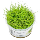 Les 3 plantes In Vitro pour aquarium en promo chez Truffaut Les 3 plantes In Vitro pour aquarium dans le catalogue Truffaut