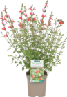 Collection de sauges arbustives dans le catalogue Botanic