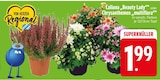 Calluna 'Beauty Lady' im EDEKA Prospekt Calluna 'Beauty Lady' von  im aktuellen EDEKA Prospekt für 1,99 €