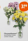 Aktuelles Chrysanthemen Angebot bei tegut in Mannheim ab 3,99 €