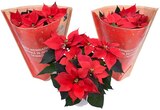 REWE Waldfeucht - Fairtrade-Weihnachtsstern Angebot im Prospekt Fairtrade-Weihnachtsstern bei REWE im Waldfeucht Prospekt für 2,70 €