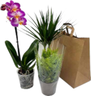 3er Pflanzenmix in Papiertasche Angebote bei Marktkauf Rottenburg für 9,99 €