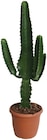 Cactus Western en promo chez Lidl Limoges à 14,99 €