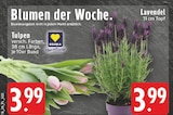 EDEKA - Tulpen Angebot im Prospekt Tulpen bei EDEKA im Prospekt "" für 3,99 €