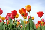 Promo Assortiment de tulipes ECLOZ à 5,99 € dans le catalogue Gamm vert à Le Cheylas