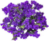 Blumen-Beiwerk bei Kaufland im Donauwörth Prospekt für 1,99 €
