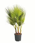 Winterharte Palme im Lidl Prospekt Winterharte Palme von im aktuellen Lidl Prospekt für 14,99 €