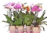 Orchideen Phalaenopsis Medio bei OBI im Biedenkopf Prospekt für 7,99 €