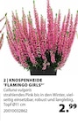 Dehner Garten-Center Bad Dürrheim - Knospenheide 'Flamingo Girls' Angebot im Prospekt Knospenheide 'Flamingo Girls' bei Dehner Garten-Center im Bad Dürrheim Prospekt für 2,99 €