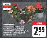 EDEKA Litzendorf - Sommerblüher Angebot im Prospekt Sommerblüher bei EDEKA im Litzendorf Prospekt für 2,99 €
