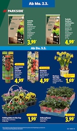 Sträucher im Lidl Prospekt LIDL LOHNT SICH auf S. 21