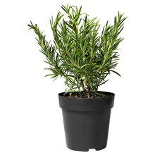 Pflanzen von ROSMARINUS OFFICINALIS im aktuellen IKEA Prospekt für €4.99