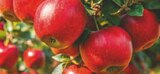 Aktuelles Apfel rot Angebot bei Netto Marken-Discount in Bonn ab 1,99 €