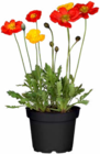 Stauden im aktuellen Hagebaumarkt Prospekt für 6,99 €