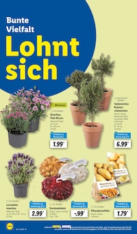 Lavendel im Lidl Prospekt "LIDL LOHNT SICH" mit 64 Seiten (Hannover)