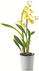 Orchideen-Mix Exotisch bei Netto mit dem Scottie im Burg Prospekt für 3,99 €