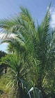 Phoenix Canariensis en promo chez Super U Poitiers à 19,90 €