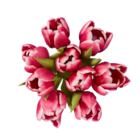 Aktuelle Tulpen Angebote bei Lidl in Hildesheim Aktuelles Großer bunter Tulpenstrauß Angebot bei Lidl in Hildesheim ab 4,99 €