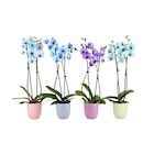 Orchidée teintée en promo chez Carrefour Strasbourg à 14,99 €