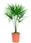HANFPALME von grow by OBI für 19,99 € bei OBI im Angebot HANFPALME von grow by OBI im aktuellen OBI Prospekt