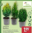 Konifere von Gardenline für 1,99 € bei ALDI Nord im Angebot Konifere von Gardenline im aktuellen ALDI Nord Prospekt