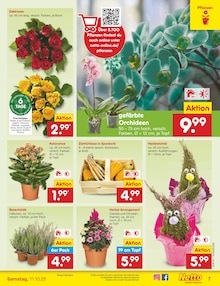 Pflanzen im Netto Marken-Discount Prospekt "Aktuelle Angebote" mit 58 Seiten (Neuss)