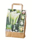 Tulpenmix Weiß im Angebot bei Lidl in Lahr Tulpenmix Weiß Angebote bei Lidl Lahr für 5,99 €