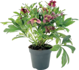 Schneerose „Viv Victoria“ im Hornbach Prospekt Schneerose „Viv Victoria“ von FloraSelf im aktuellen Hornbach Prospekt für 12,95 €