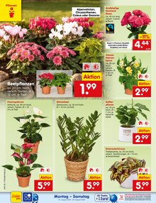 Kaffee im Netto Marken-Discount Prospekt "Aktuelle Angebote" mit 72 Seiten (Weiden (Oberpfalz))