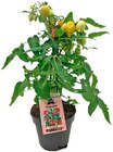 Tomate Angebote bei REWE Viersen für 4,69 €