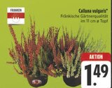 Calluna vulgaris bei EDEKA im Flachslanden Prospekt für 1,49 €